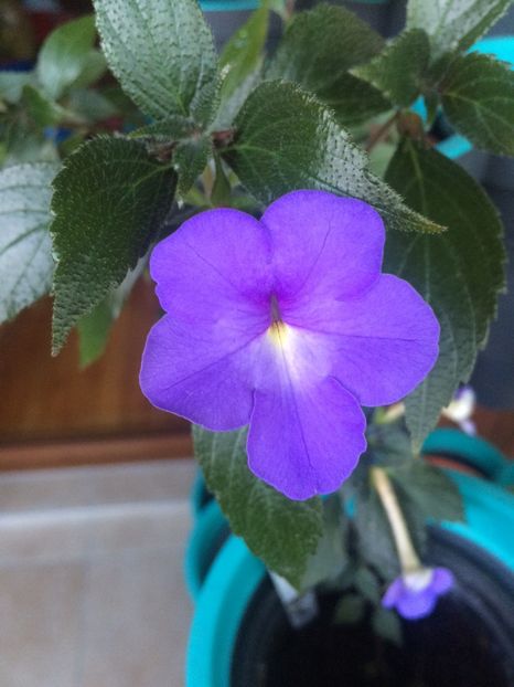 8.08.2020– Kim Blue - Achimenes 2020