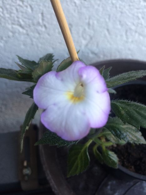 2020- Humberto Vitorino - Aa-Achimenantha