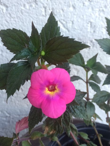 8.08.2020– Candy Girl - Achimenes 2020