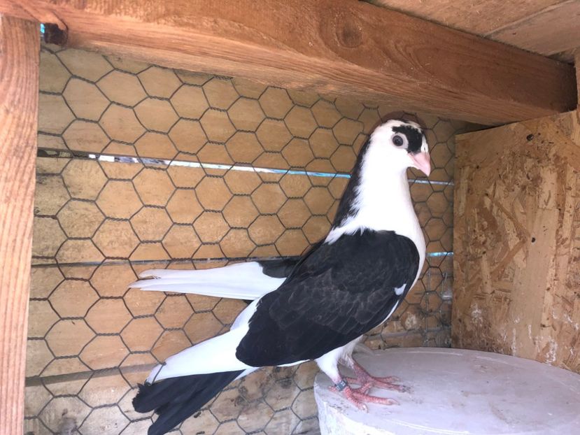 8797  mascul  2020 - Plecați ALBUM 3