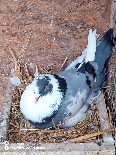 M 2019 vandut - De vanzare kingi