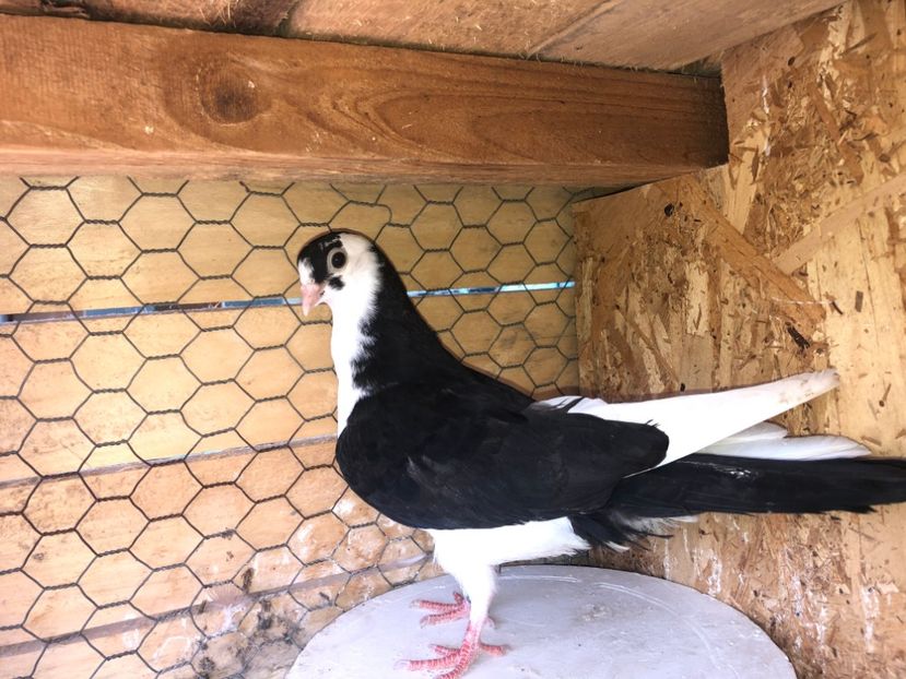 8700  femelă  2020 - Plecați ALBUM 3