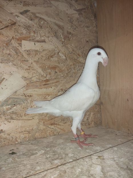  - Voiajor German PUII 2020