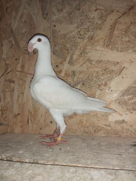  - Voiajor German PUII 2020