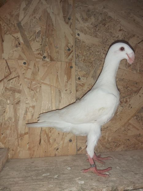  - Voiajor German PUII 2020