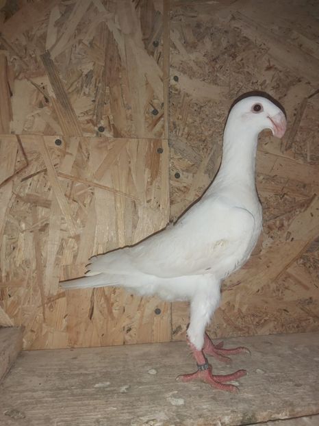  - Voiajor German PUII 2020