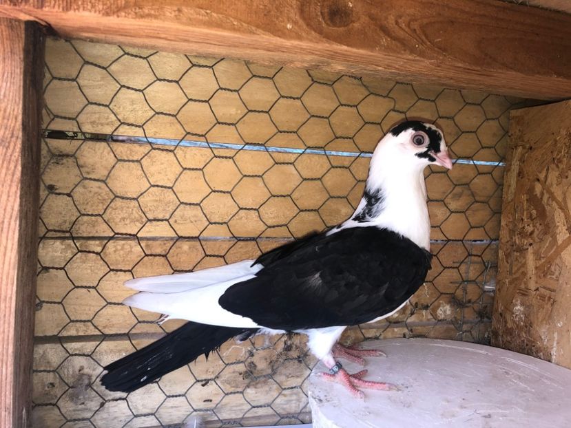 8747  mascul  2020 - Plecați ALBUM 3