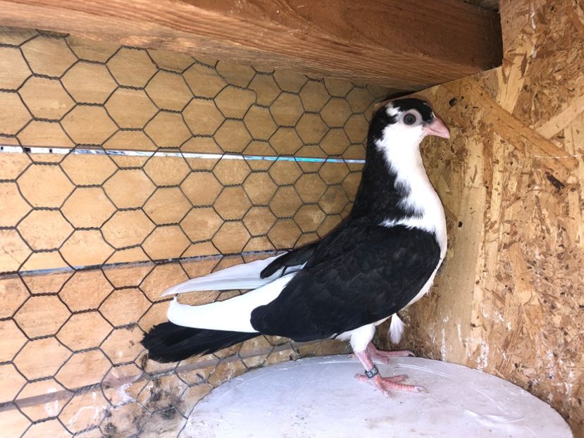 8798  femelă  2020 - Plecați ALBUM 3