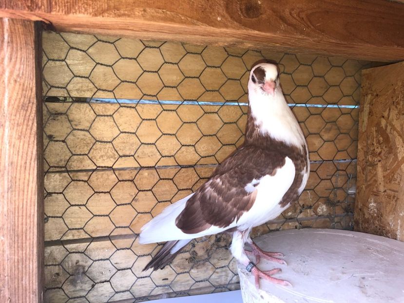 23016  femelă  2020 - Plecați ALBUM 3