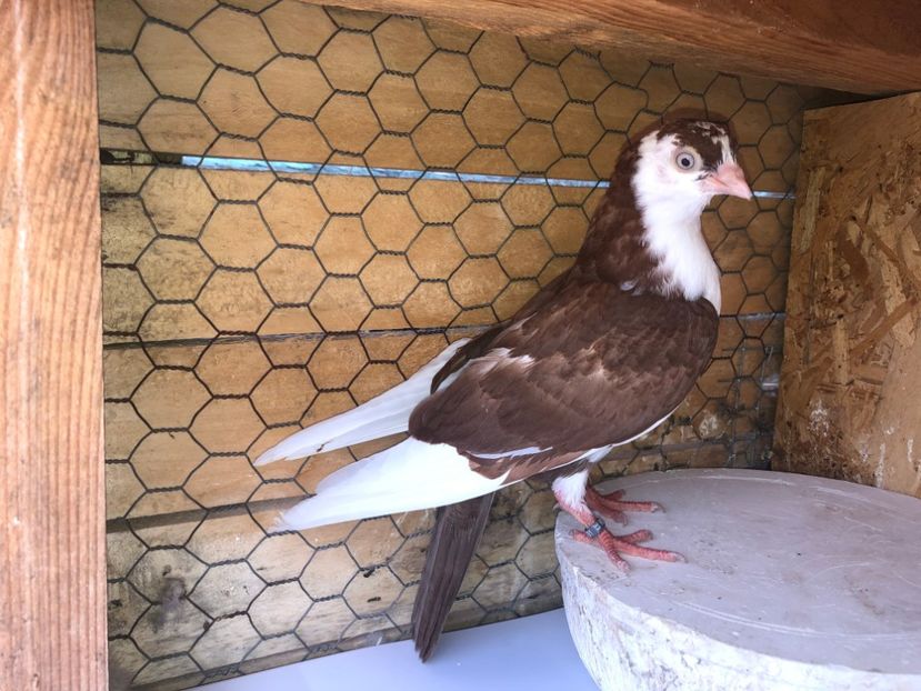 8791  femelă  2020 - Plecați ALBUM 3