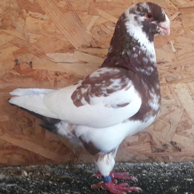  - 3---AGH DAȚI 2019 - 2025