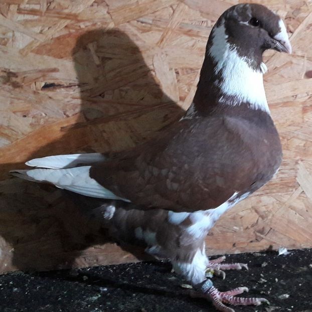  - 3---AGH DAȚI 2019 - 2025