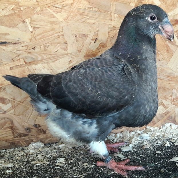  - 3---AGH DAȚI 2019 - 2025