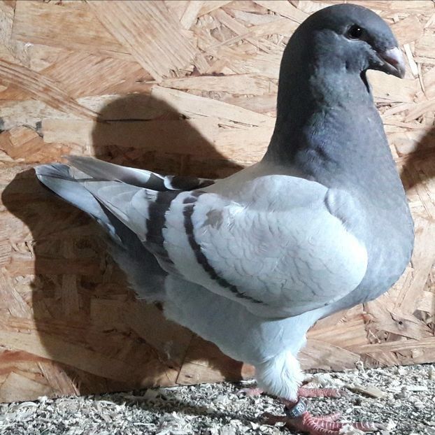  - 3---AGH DAȚI 2019 - 2025