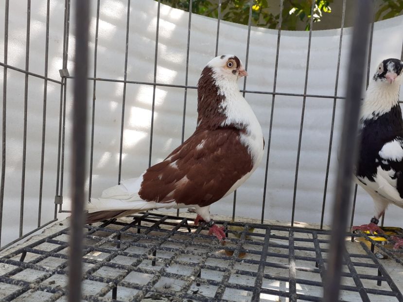  - 4-Jucatori de Galati