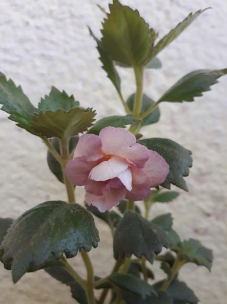 2020 - 0001 2022 - Vanilla Custard