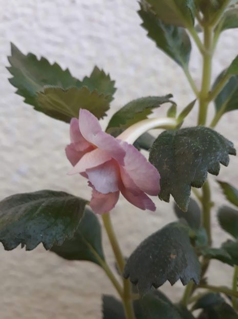  - 0001 2022 - Vanilla Custard