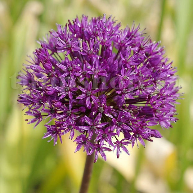 Bulbi Allium Aflatunense (Ceapă decorativă) - Bulbi Flori Toamna 2020