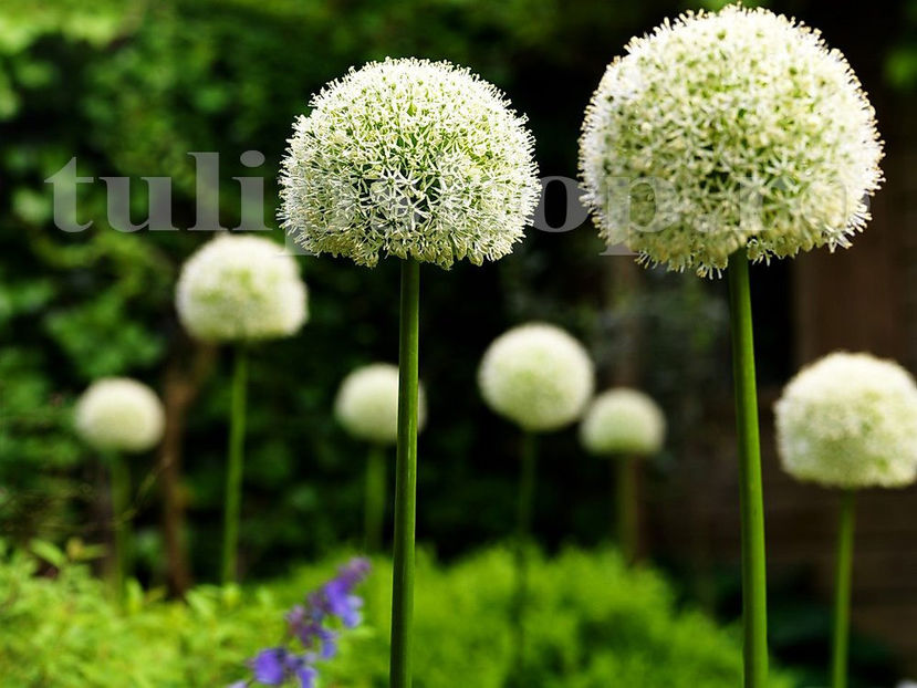 Bulbi Allium Mount Everest (Ceapă decorativă) - Bulbi Flori Toamna 2020