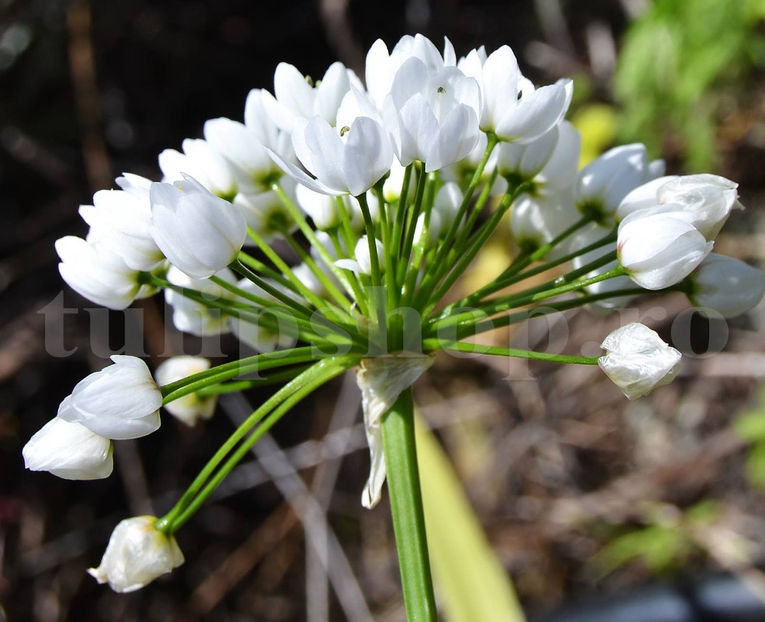 Bulbi Allium Neapolitanum (Ceapă decorativă) - Bulbi Flori Toamna 2020
