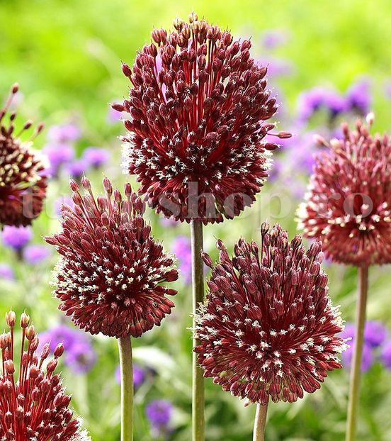 Bulbi Allium Red Mohican (Ceapă decorativă) - Bulbi Flori Toamna 2020