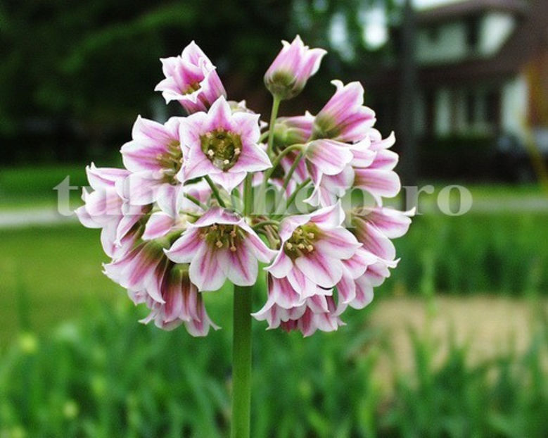 Bulbi Allium Siculum (Ceapă decorativă) - Bulbi Flori Toamna 2020