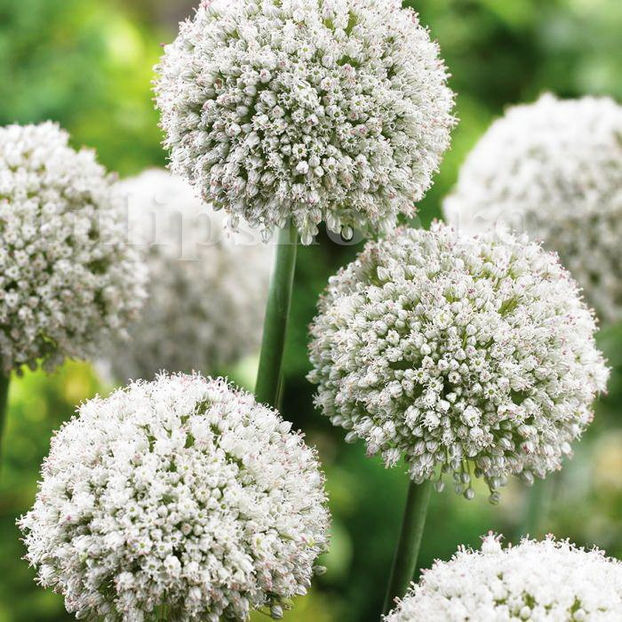 Bulbi Allium White Cloud (Ceapă decorativă) - Bulbi Flori Toamna 2020