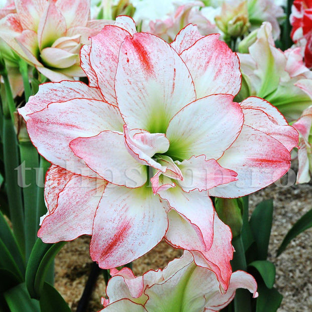 Bulbi Amaryllis Aphrodite (Hipperastrum) - Bulbi Flori Toamna 2020