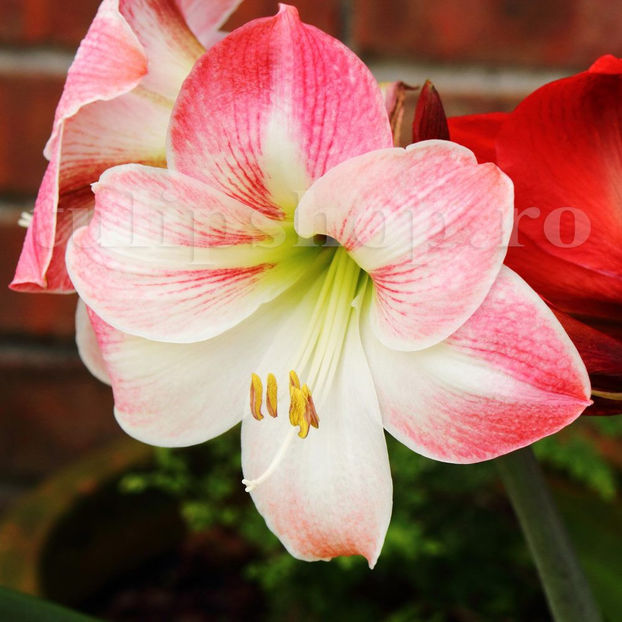 Bulbi Amaryllis Apple Blossom (Hipperastrum) - Bulbi Flori Toamna 2020