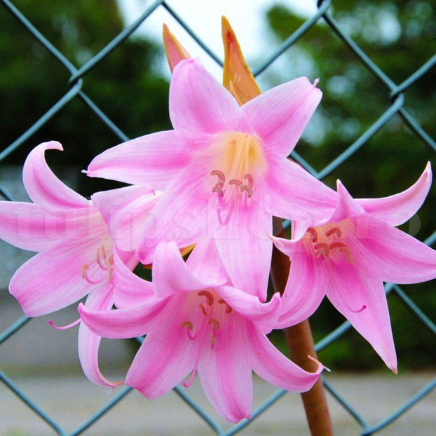 Bulbi Amaryllis Belladonna (Hipperastrum) - Bulbi Flori Toamna 2020