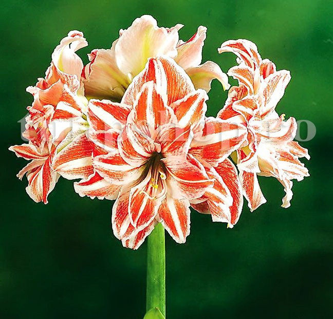 Bulbi Amaryllis Dancing Queen (Hipperastrum) - Bulbi Flori Toamna 2020