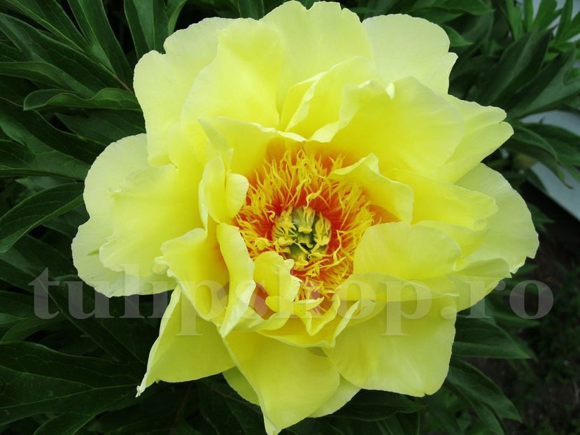 Bulbi Bujor Bartzella (Paeonia) - Bulbi Flori Toamna 2020