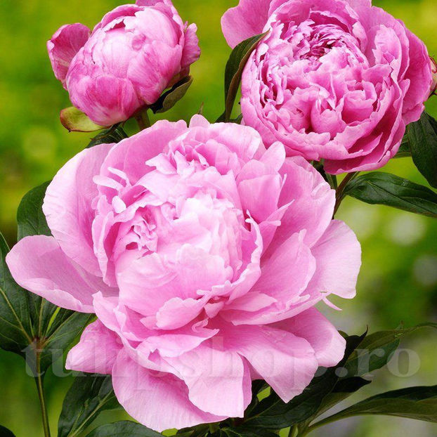 Bulbi Bujor Dr. Alexander Fleming (Paeonia) - Bulbi Flori Toamna 2020