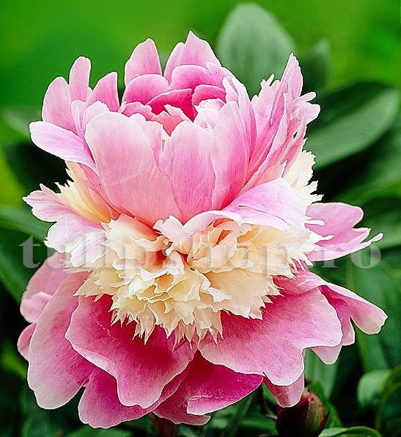 Bulbi Bujor Sorbet (Paeonia) - Bulbi Flori Toamna 2020