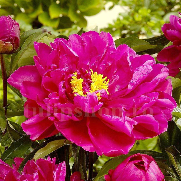 Bulbi Bujor Karl Rosenfield (Paeonia) - Bulbi Flori Toamna 2020