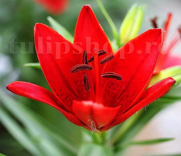 Bulbi Crin Diabora (Lilium) - Bulbi Flori Toamna 2020