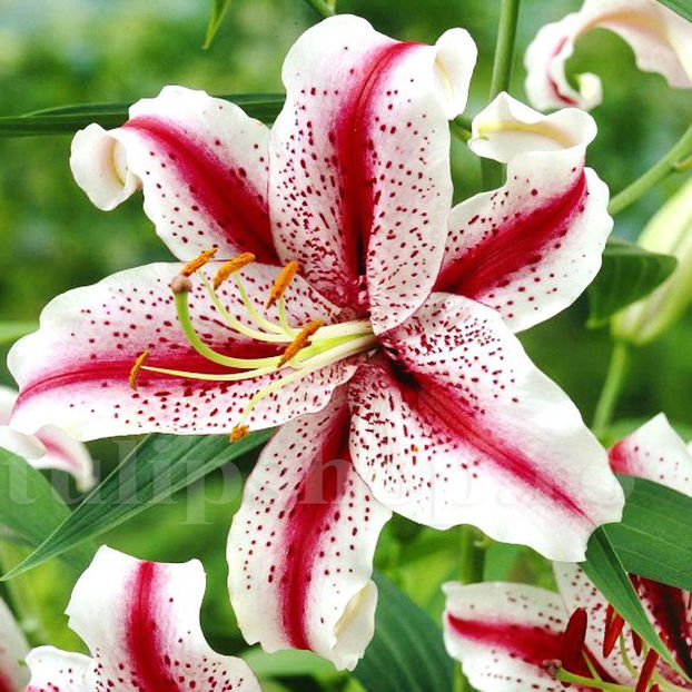 Bulbi Crin Dizzy (Lilium) - Bulbi Flori Toamna 2020