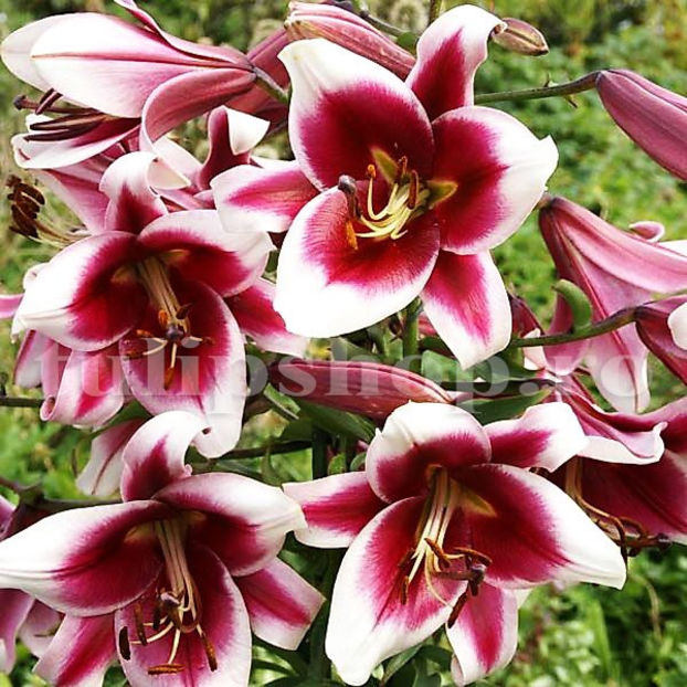 Bulbi Crin Friso (Lilium) - Bulbi Flori Toamna 2020