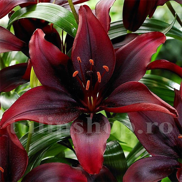 Bulbi Crin Mapira (Lilium) - Bulbi Flori Toamna 2020