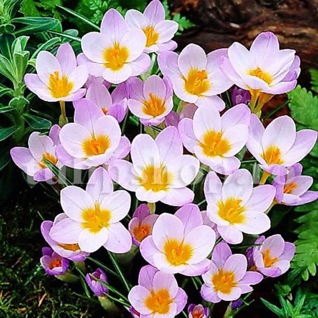 Bulbi Brândușe Sieberi Firefly (Crocus) - Bulbi Flori Toamna 2020