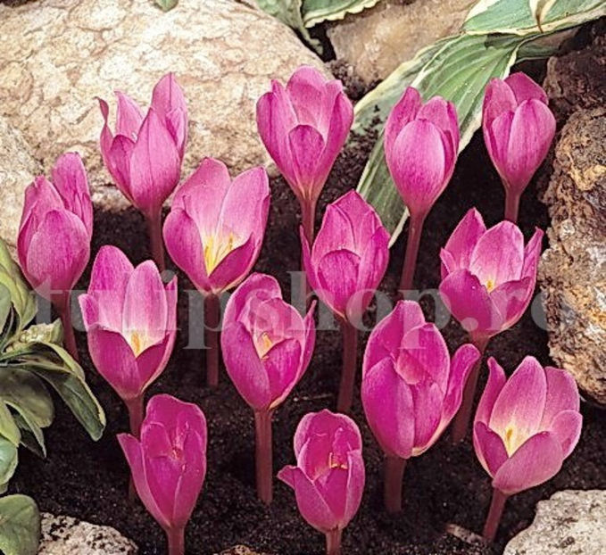 Bulbi Brândușe Zonatus (Crocus) - Bulbi Flori Toamna 2020