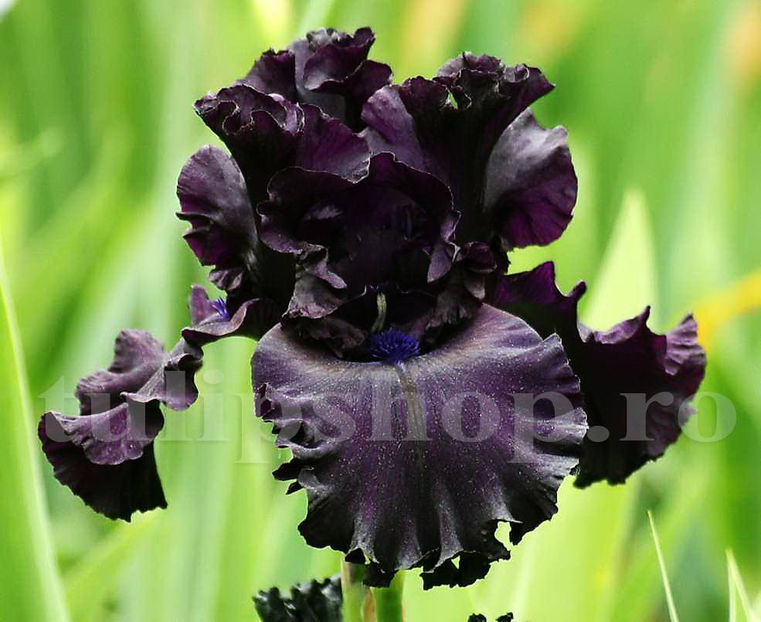 Bulbi Iris Black Night (Stânjenel) - Bulbi Flori Toamna 2020