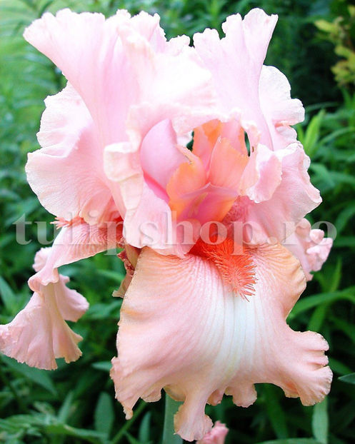 Bulbi Iris Pink Horizon (Stânjenel) - Bulbi Flori Toamna 2020
