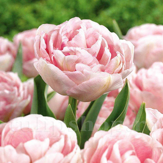 Bulbi Lalele Angelique (Tulip) - Bulbi Flori Toamna 2020