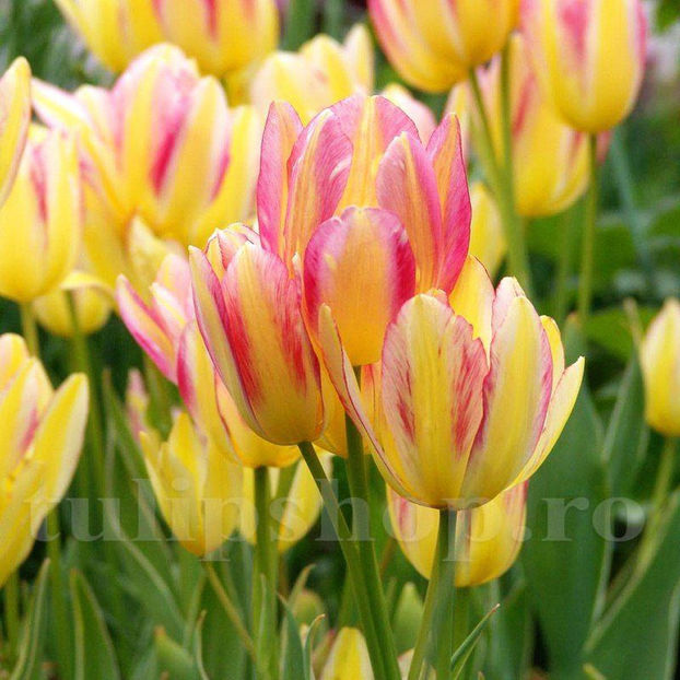 Bulbi Lalele Antoinette (Tulip) - Bulbi Flori Toamna 2020
