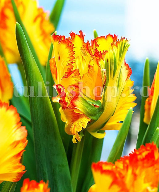 Bulbi Lalele Caribbean Parrot (Tulip) - Bulbi Flori Toamna 2020