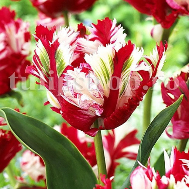 Bulbi Lalele Estella Rijnveld (Tulip) - Bulbi Flori Toamna 2020