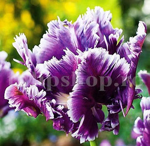 Bulbi Lalele Mysterious Parrot (Tulip) - Bulbi Flori Toamna 2020