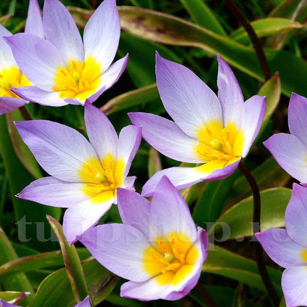 Bulbi Lalele Saxatilis (Tulip) - Bulbi Flori Toamna 2020