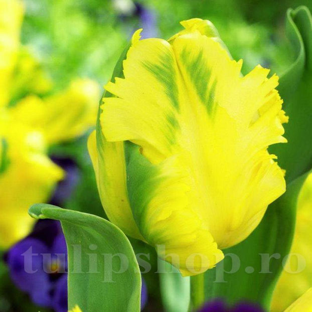 Bulbi Lalele Texas Gold (Tulip) - Bulbi Flori Toamna 2020